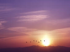 Le ciel du soir avec le coucher du soleil et les oiseaux survolant l'horizon.